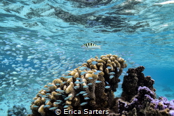 A sixbar wrasse swims over a cauliflower coral. Captured ... by Erica Sarters 